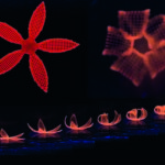 Six-petaled 4D-printed flower structure illuminated in red, folding its petals upward in a sequence under UV light.