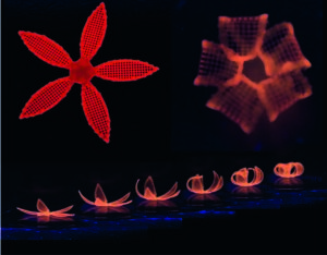 Six-petaled 4D-printed flower structure illuminated in red, folding its petals upward in a sequence under UV light.
