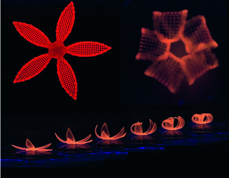 Six-petaled 4D-printed flower structure illuminated in red, folding its petals upward in a sequence under UV light.
